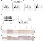 Nrf2 Antibody in Immunohistochemistry (Paraffin) (IHC (P))