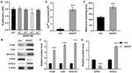 AVPR1A Antibody in Western Blot (WB)