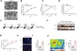 Grancalcin Antibody in Immunohistochemistry (Paraffin) (IHC (P))