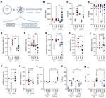 DDIT4L Antibody in Flow Cytometry (Flow)