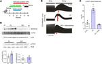 Phospholamban Antibody in Western Blot (WB)