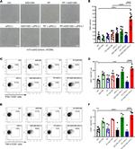 CD8a Antibody in Flow Cytometry (Flow)