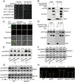 GFP Antibody in Western Blot (WB)