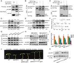 GFP Antibody in Western Blot (WB)