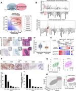 SYCP2 Antibody in Immunohistochemistry (Paraffin) (IHC (P))