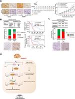SYCP2 Antibody in Immunohistochemistry (Paraffin) (IHC (P))