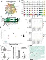 Thrombospondin 1 Antibody in Immunohistochemistry (Paraffin) (IHC (P))