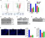DGAT2 Antibody in Western Blot (WB)