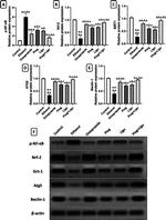 Nrf2 Antibody in Western Blot (WB)