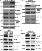 Periostin Antibody in Western Blot (WB)
