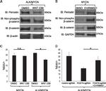 Periostin Antibody in Western Blot (WB)