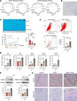CD19 Antibody in Flow Cytometry (Flow)