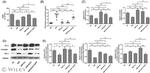 HMOX1 Antibody in Western Blot (WB)