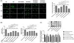 HMOX1 Antibody in Western Blot (WB)