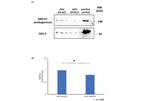 ABCA1 Antibody in Western Blot (WB)