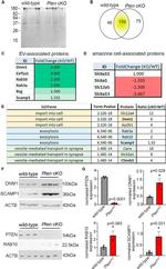 Dynamin 1 Antibody in Western Blot (WB)