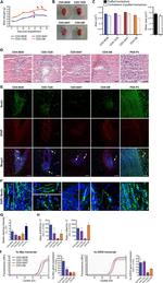 Nestin Antibody in Immunohistochemistry (Frozen) (IHC (F))