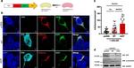 alpha Synuclein Antibody in Western Blot (WB)
