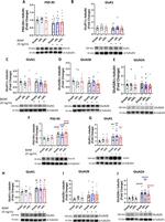 NMDAR1 Antibody in Western Blot (WB)