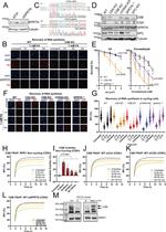 SPRTN Antibody in Western Blot (WB)