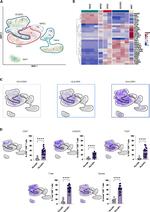 EOMES Antibody in Flow Cytometry (Flow)