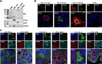 Hepatitis B Virus X Monoclonal Antibody (X36C)