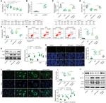 Bcl-2 Antibody in Western Blot (WB)