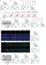 Bcl-2 Antibody in Western Blot (WB)