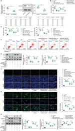 Bcl-2 Antibody in Western Blot (WB)
