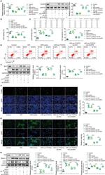 Bcl-2 Antibody in Western Blot (WB)