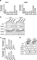 C/EBP alpha Antibody in Western Blot (WB)