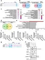 C/EBP alpha Antibody in ChIP Assay (ChIP)
