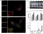 FEN1 Antibody in Western Blot (WB)