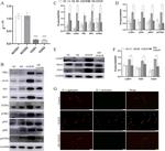 FEN1 Antibody in Western Blot (WB)
