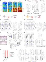 CD172a (SIRP alpha) Antibody in Flow Cytometry (Flow)