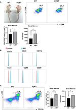 CD44 Antibody in Flow Cytometry (Flow)