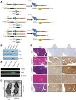 TurboGFP Antibody in Western Blot, Immunohistochemistry (WB, IHC)