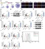 CD206 (MMR) Antibody in Flow Cytometry (Flow)