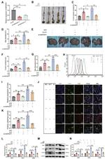 CD206 (MMR) Antibody in Flow Cytometry (Flow)