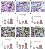 Cytokeratin 7 Antibody in Immunohistochemistry (Paraffin) (IHC (P))