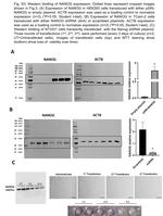 Nanog Antibody in Western Blot (WB)