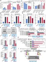 NREP Antibody in Western Blot (WB)
