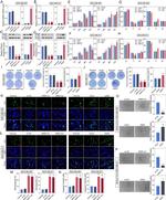 NREP Antibody in Western Blot (WB)