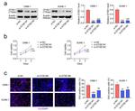 GTSE1 Antibody in Western Blot (WB)