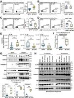 IL-22 Antibody in Flow Cytometry (Flow)