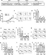 CD8a Antibody in Flow Cytometry (Flow)