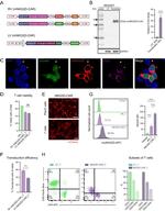 CD314 (NKG2D) Antibody in Flow Cytometry (Flow)