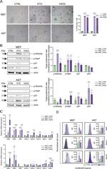 CD314 (NKG2D) Antibody in Flow Cytometry (Flow)
