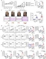 IL-17A Antibody in Flow Cytometry (Flow)