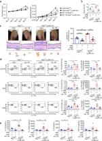 IL-17A Antibody in Flow Cytometry (Flow)